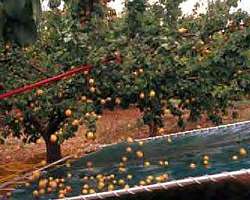 Lona cortada Lona cortada